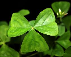 Shamrock