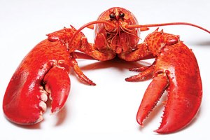 lobster_560x375