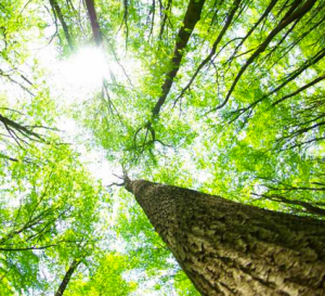 The Creation of a thousand forests...